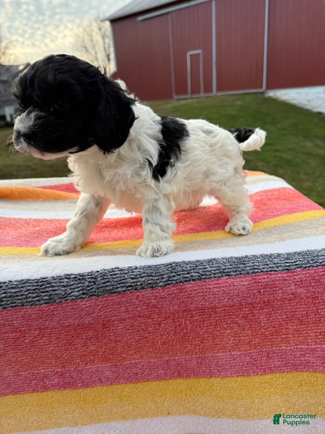 Cockapoo dogs for sale: Cockapoo Puppy 4 - Ad 2