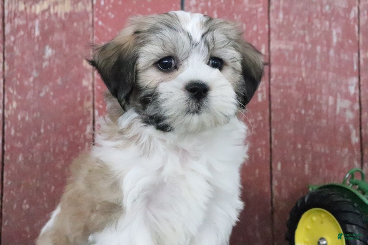 Teddy Bear dogs Louise - Ad 37