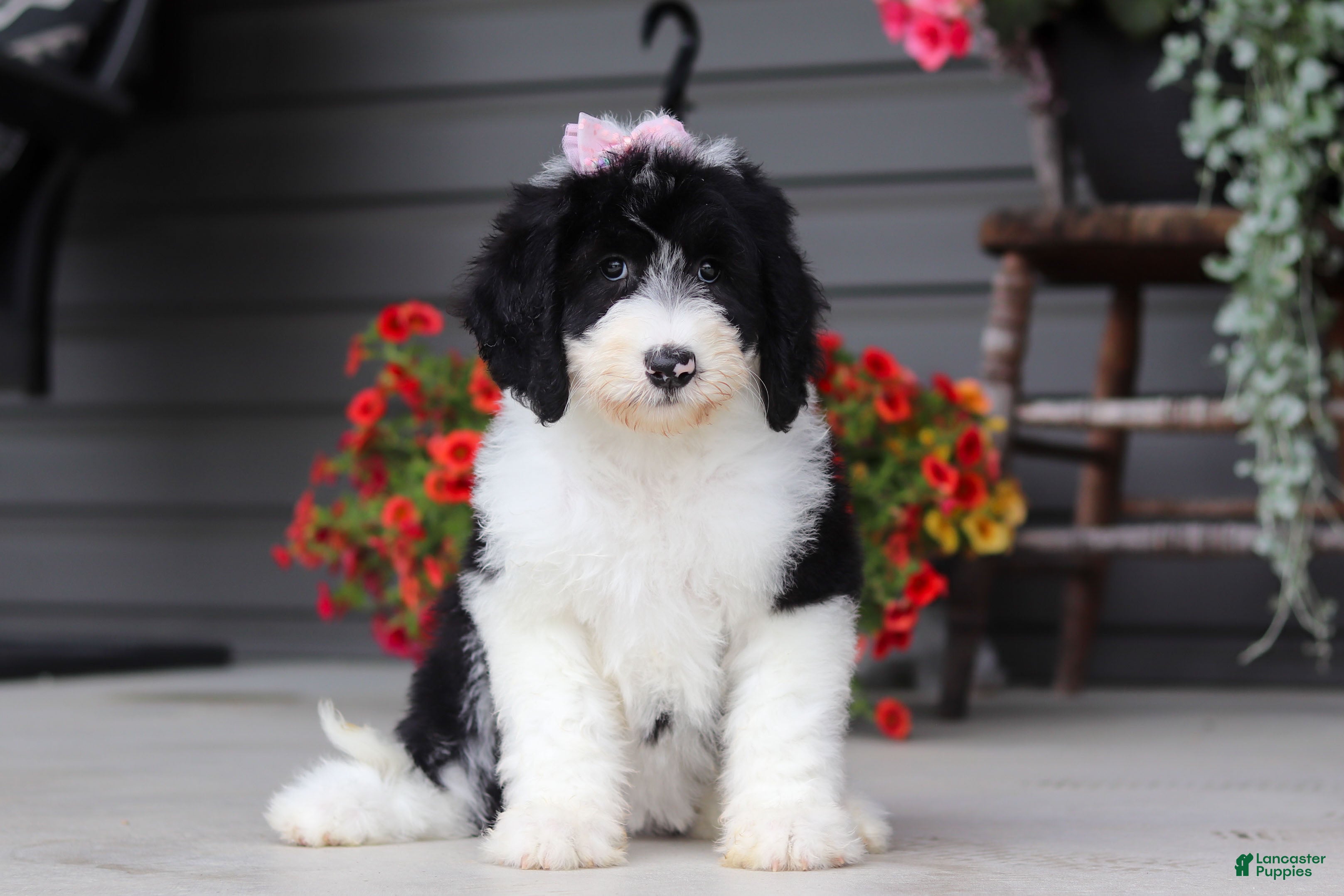 Sheepadoodle dogs Lila - Ad 2
