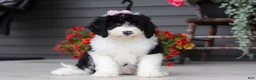 Sheepadoodle dogs for sale: Lila - Ad 2