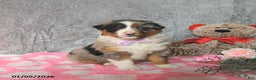 Australian Shepherd dogs for sale: Kimber - Ad 2