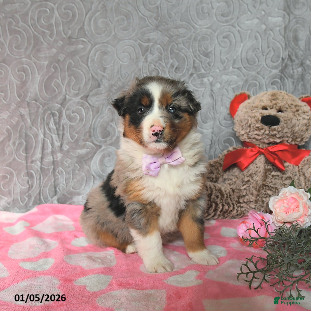 Australian Shepherd dogs for sale: Kimber - Ad 2