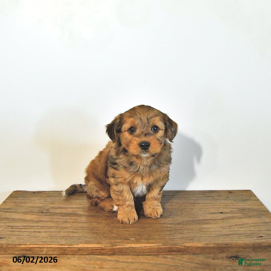 Mixed Breed dogs for sale: Skip  - Ad 3