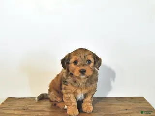 Mixed Breed dogs for sale: Skip - Ad 3