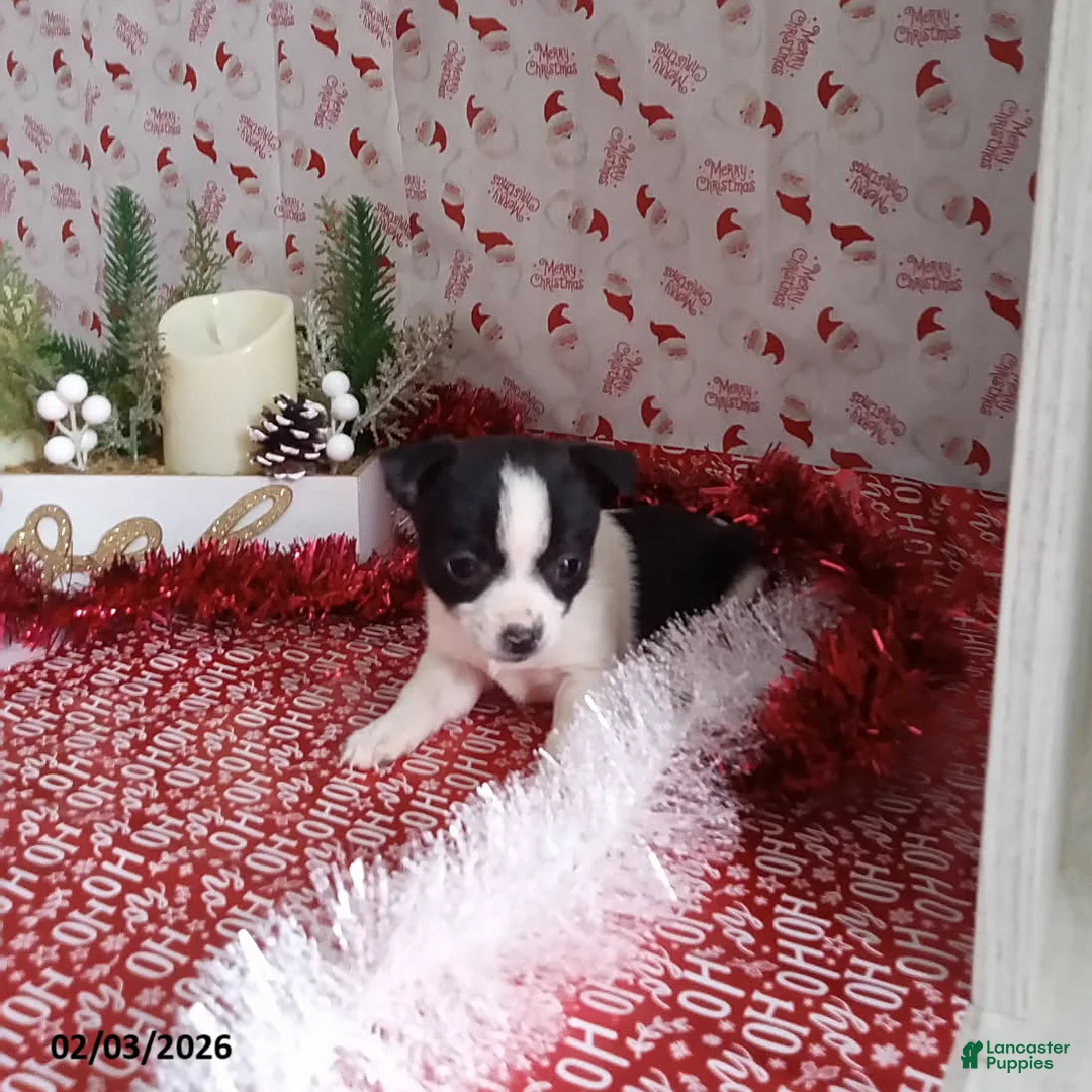 Chihuahua dogs for sale: Clyde - Ad 3