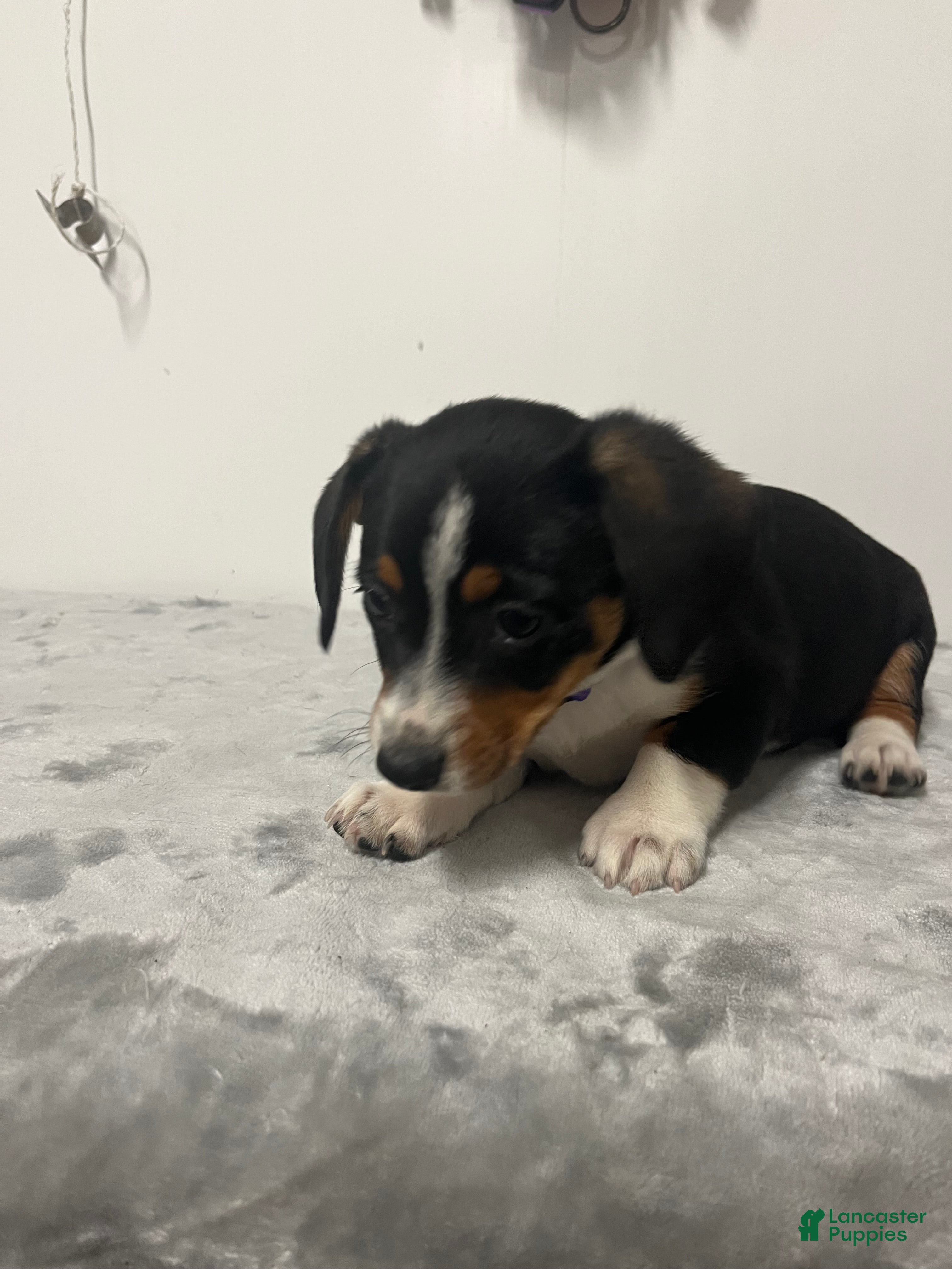 Mixed Breed dogs Avalanche  - Ad 2
