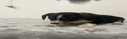 Mixed Breed dogs for sale: Avalanche  - Ad 2