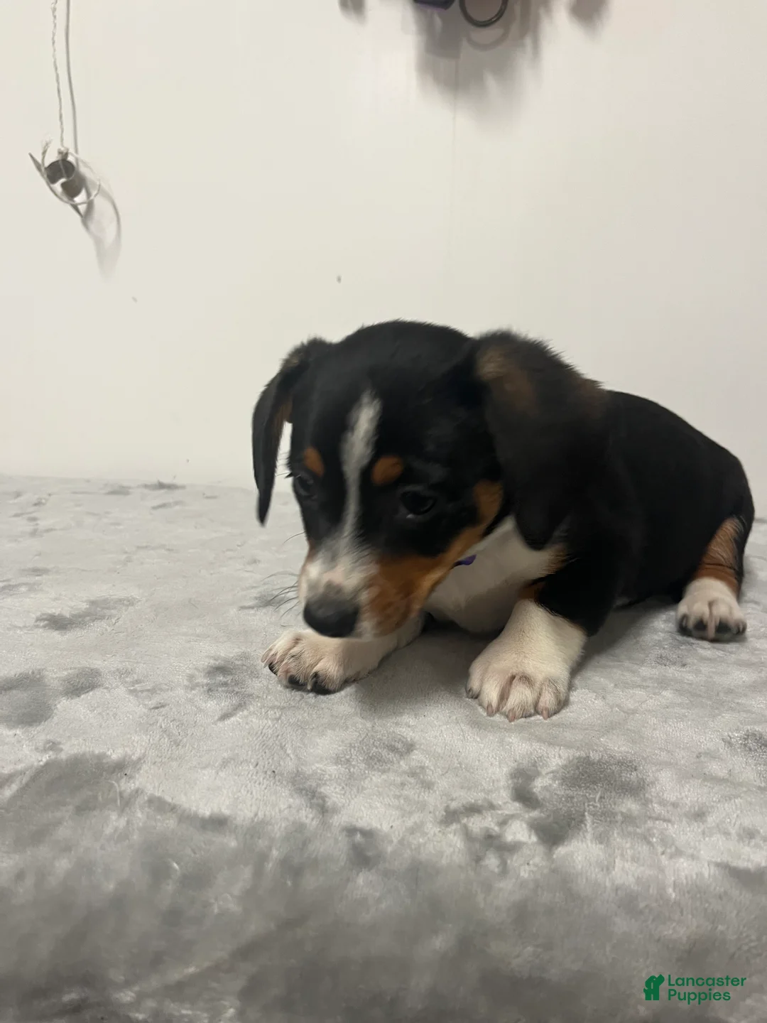 Mixed Breed dogs for sale: Avalanche  - Ad 2