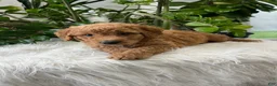 Mini Goldendoodle dogs for sale: Carter - Ad 3