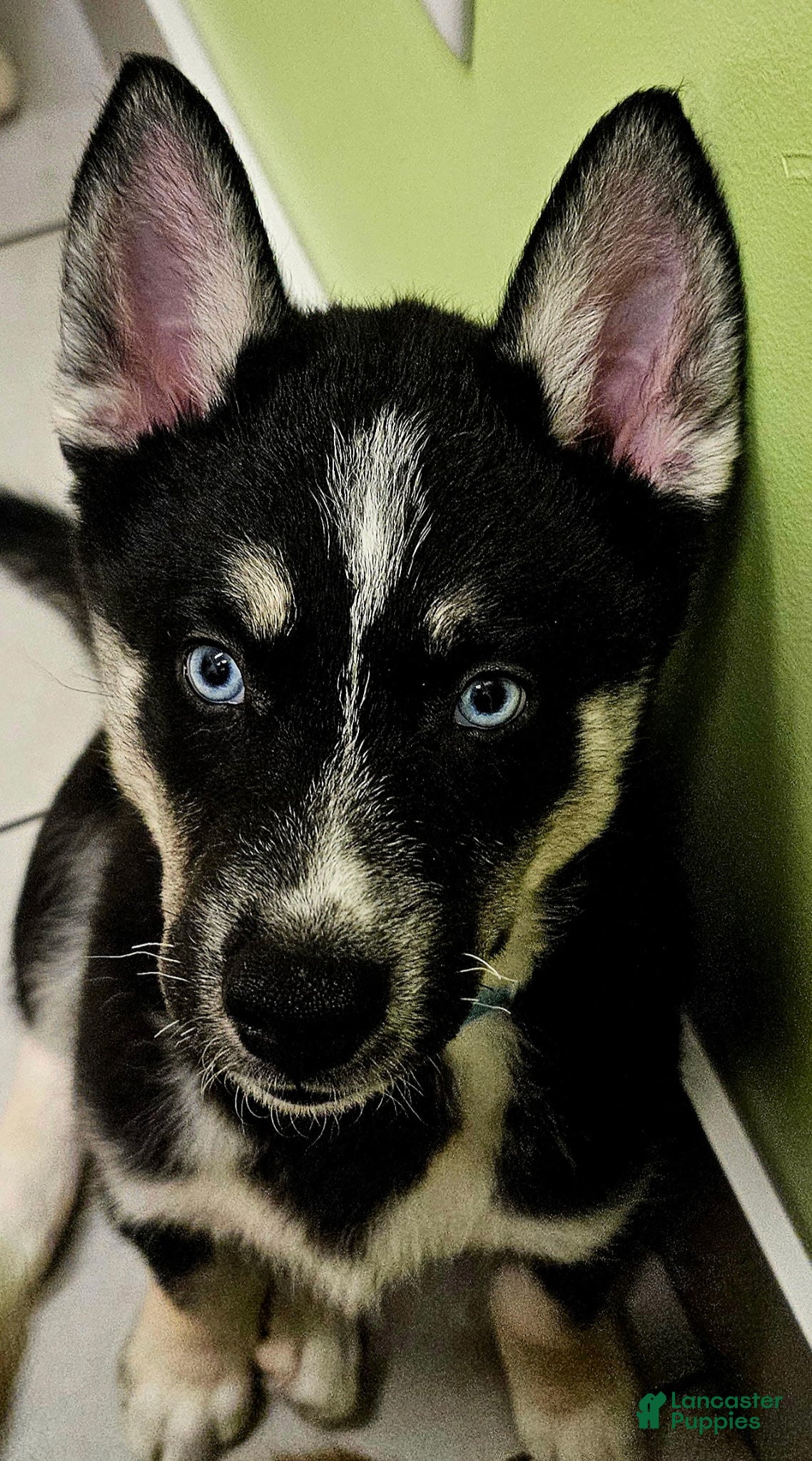 Pomsky dogs Flint - Ad 2