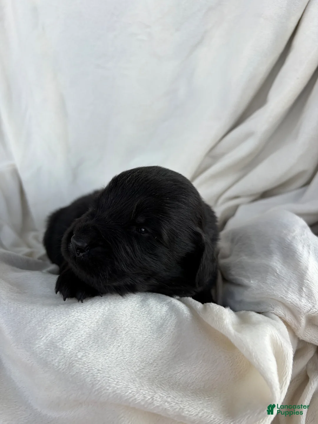 Newfoundland dogs for sale: Onyx - Ad 1