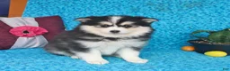 Pomsky dogs for sale: Bolt - Ad 4