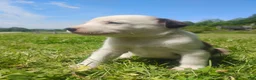 Mixed Breed dogs for sale: Mixed Breed Puppy 3 - Ad 4