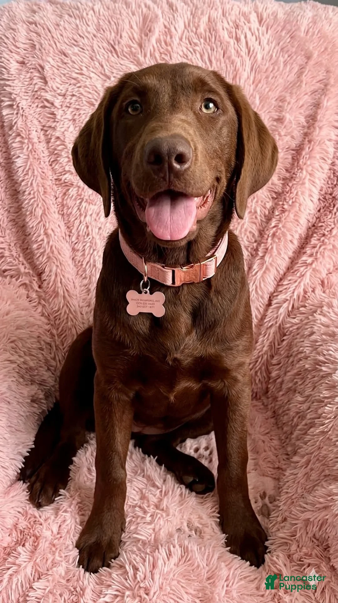 Labrador Retriever dogs for sale: Labrador Retriever Puppy 2 - Ad 1