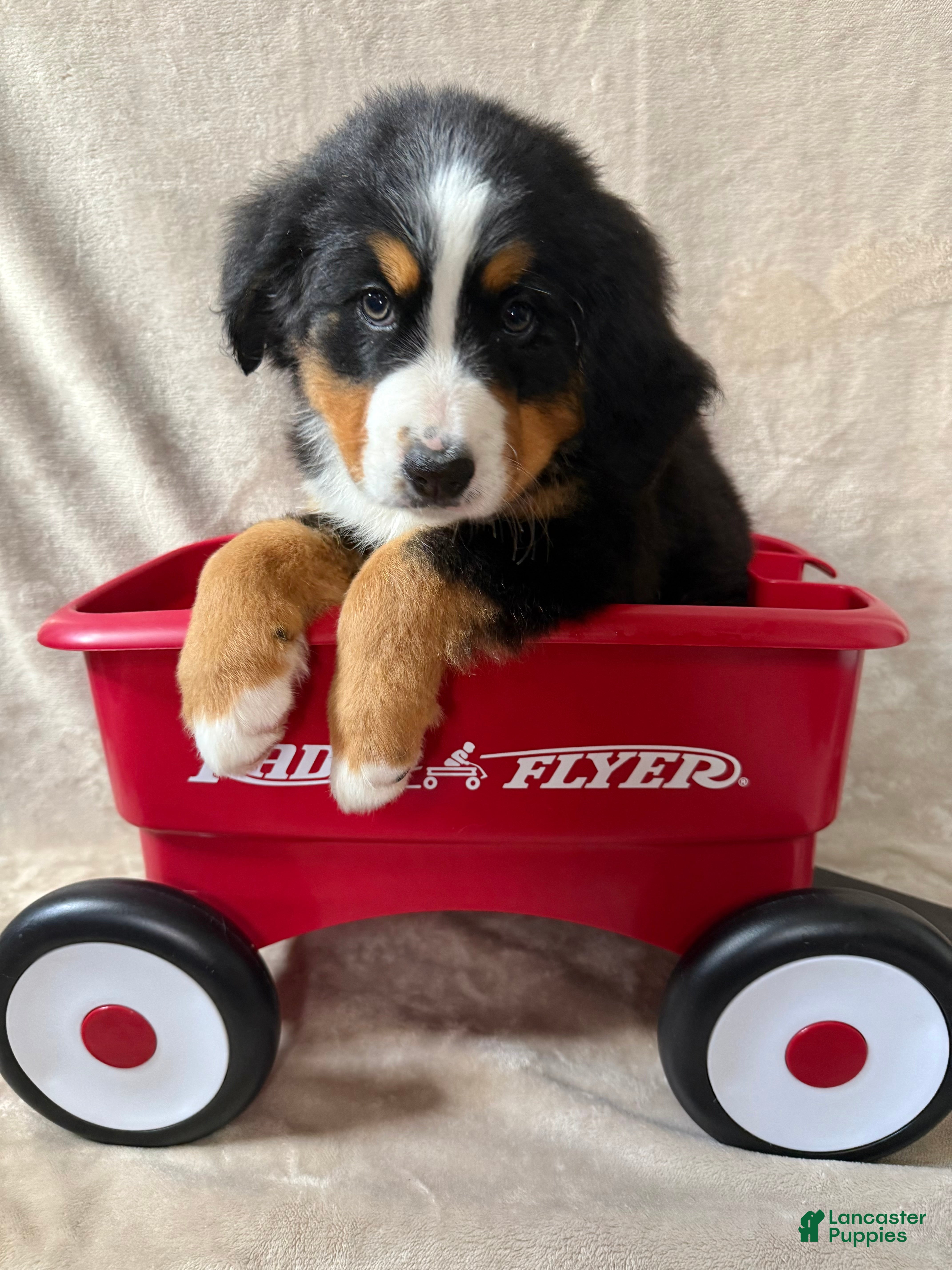 Bernese Mountain Dog dogs Dory - Ad 18