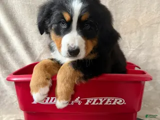 Bernese Mountain Dog dogs Dory - Ad 18