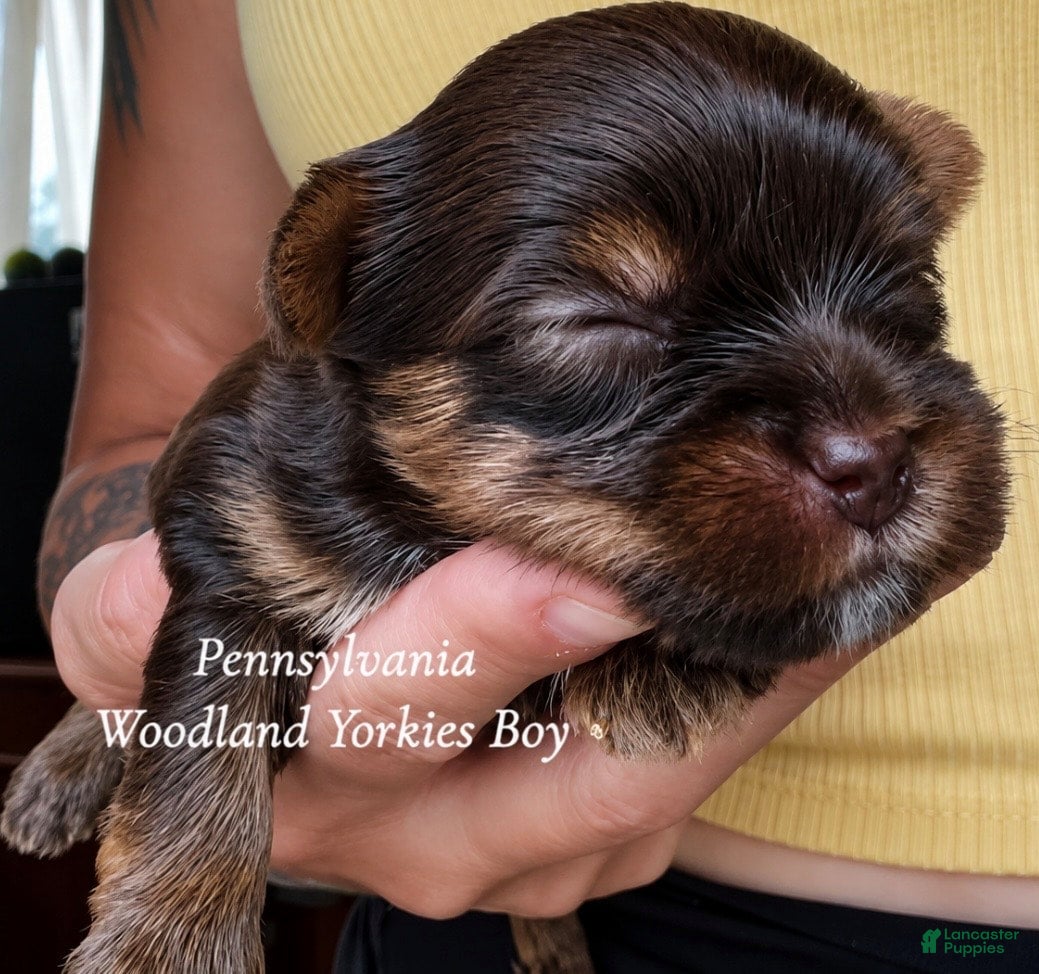 Yorkshire Terrier dogs Yorkshire Terrier 1 - Ad 6