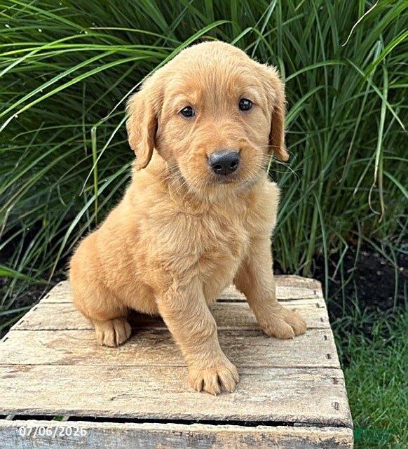 Golden Retriever dogs Scout - Ad 1