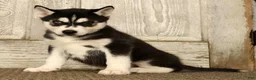 Siberian Husky dogs for sale: Sammy - Ad 3