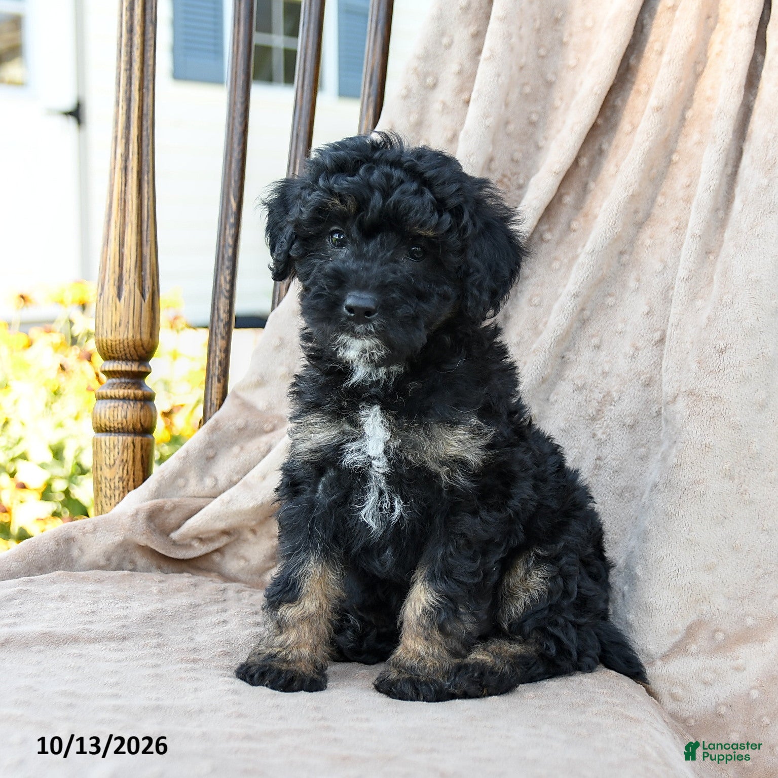 Mini Bernedoodle dogs Hunter - Ad 2