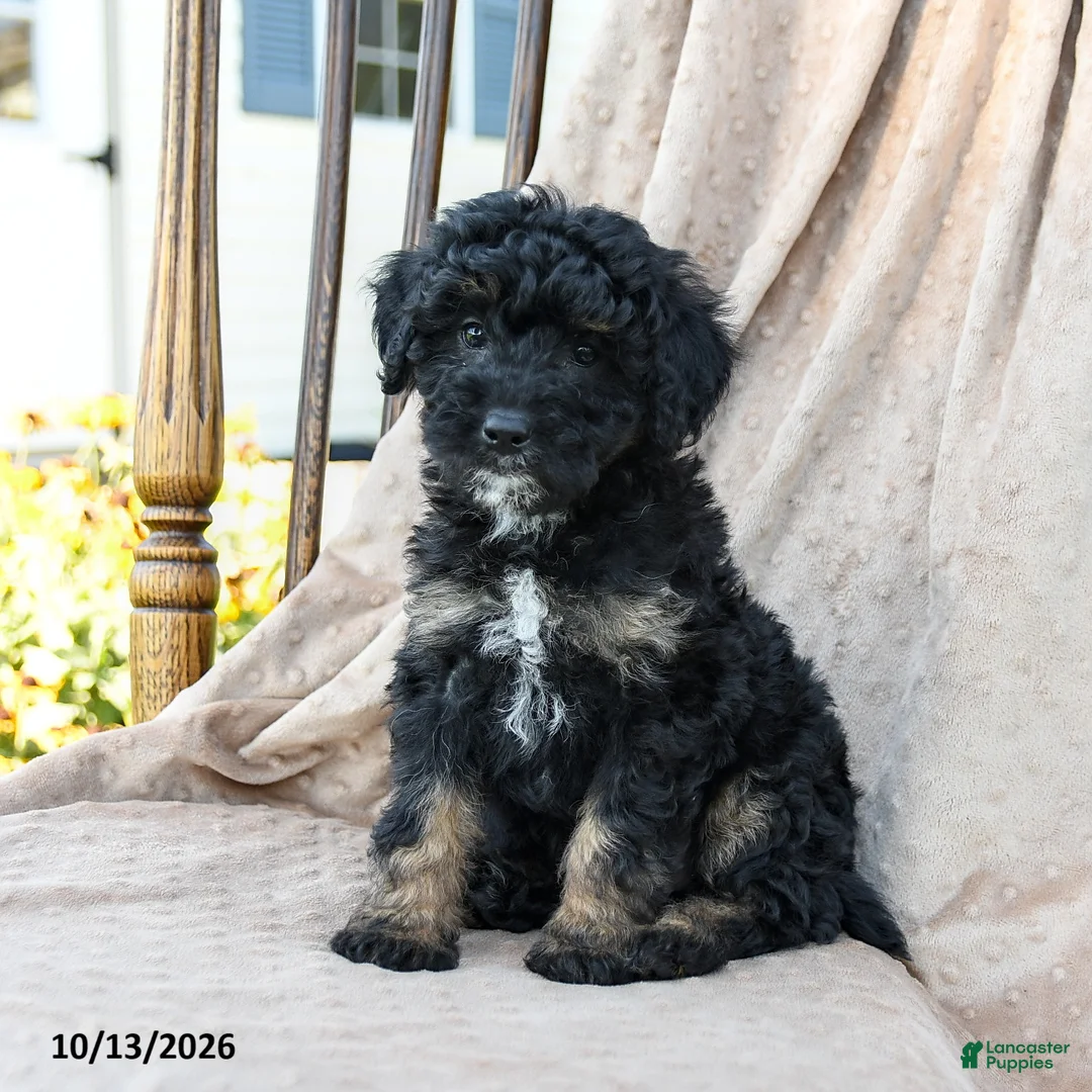 Mini Bernedoodle dogs for sale: Hunter - Ad 2