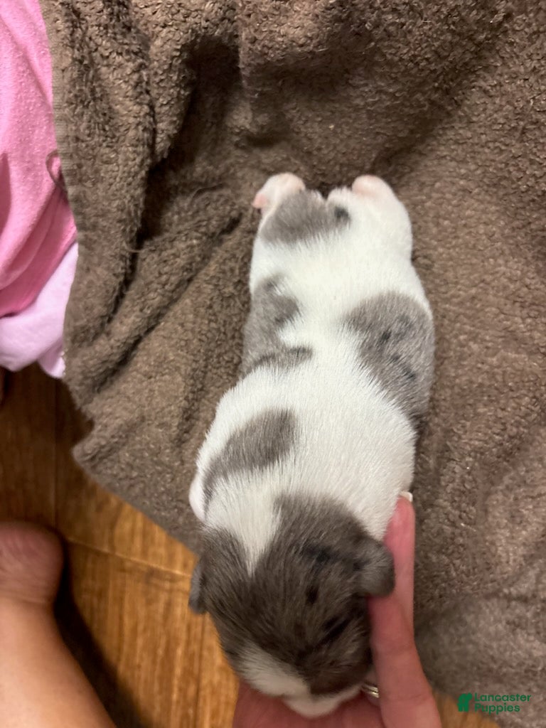 Jack Russell Terrier dogs for sale: Girl 1 - Ad 2