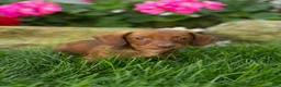 Miniature Dachshund dogs for sale: Ike  - Ad 11