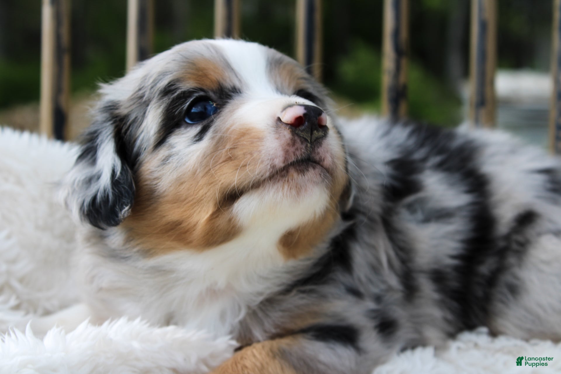 Miniature Australian Shepherd dogs Griffin - Ad 2
