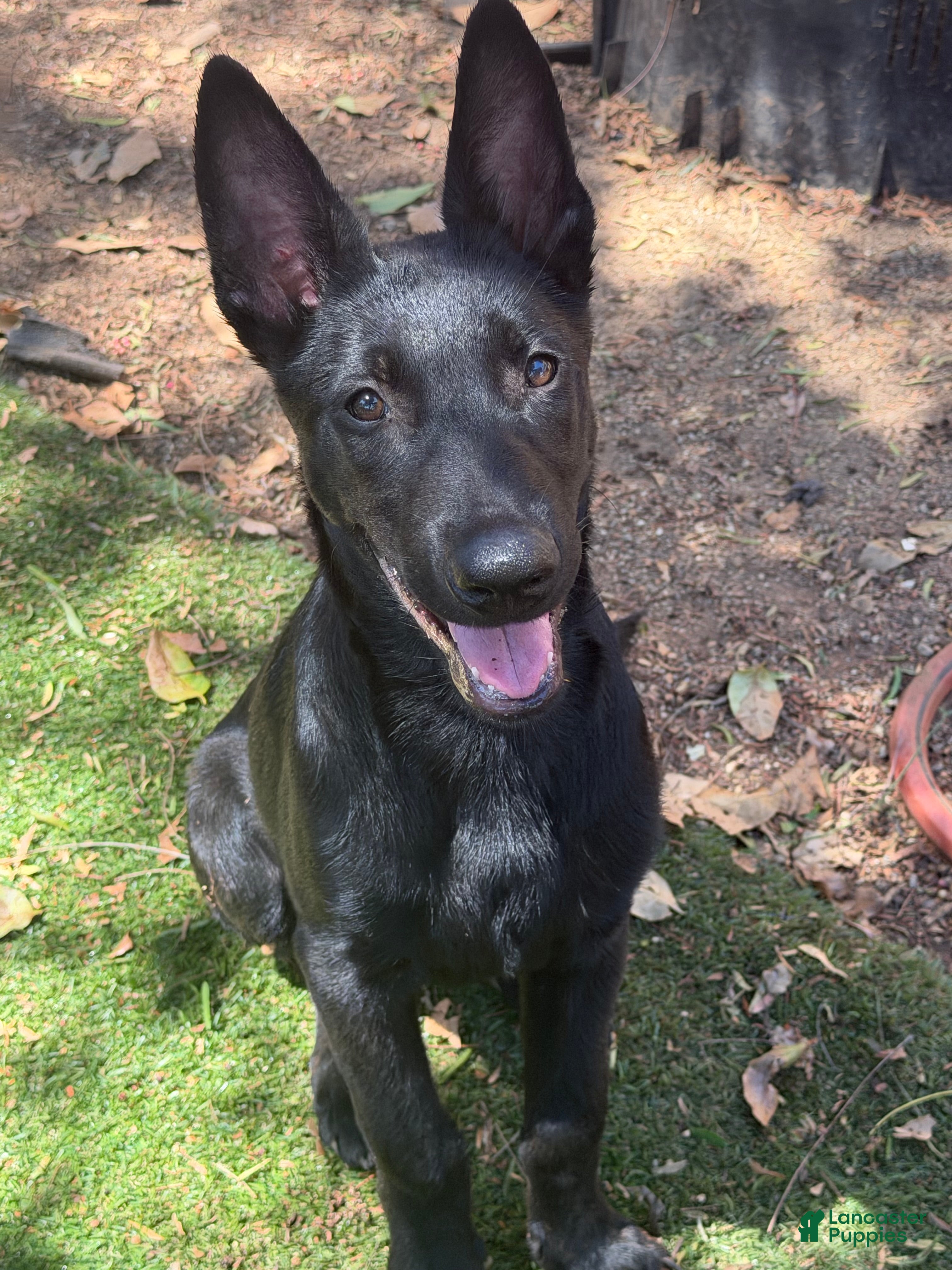 Belgian Malinois dogs Stud muffin #1 - Ad 1