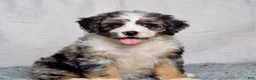 Bernedoodle dogs for sale: Winnie - Ad 3