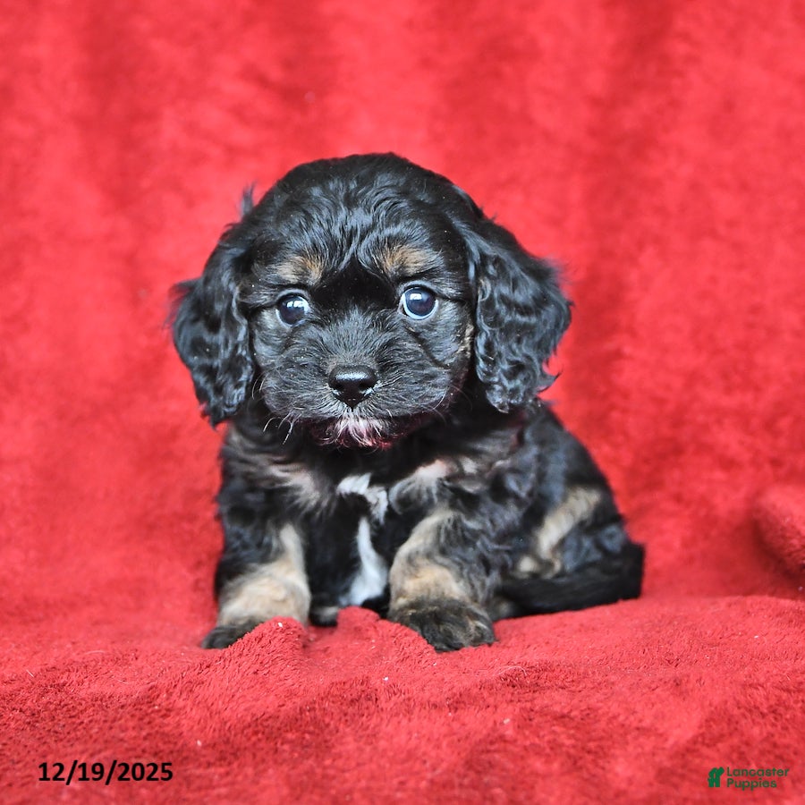 Cavapoo dogs George - Ad 24