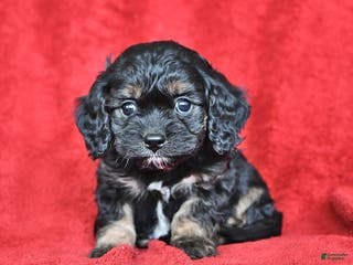 Cavapoo dogs George - Ad 25