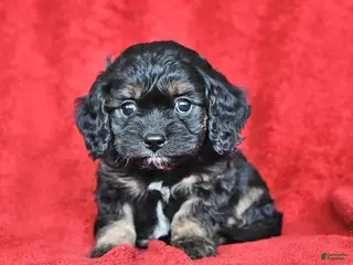 Cavapoo dogs George - Ad 24