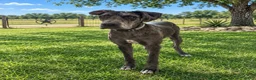 Great Dane dogs for sale: Makani - Ad 4