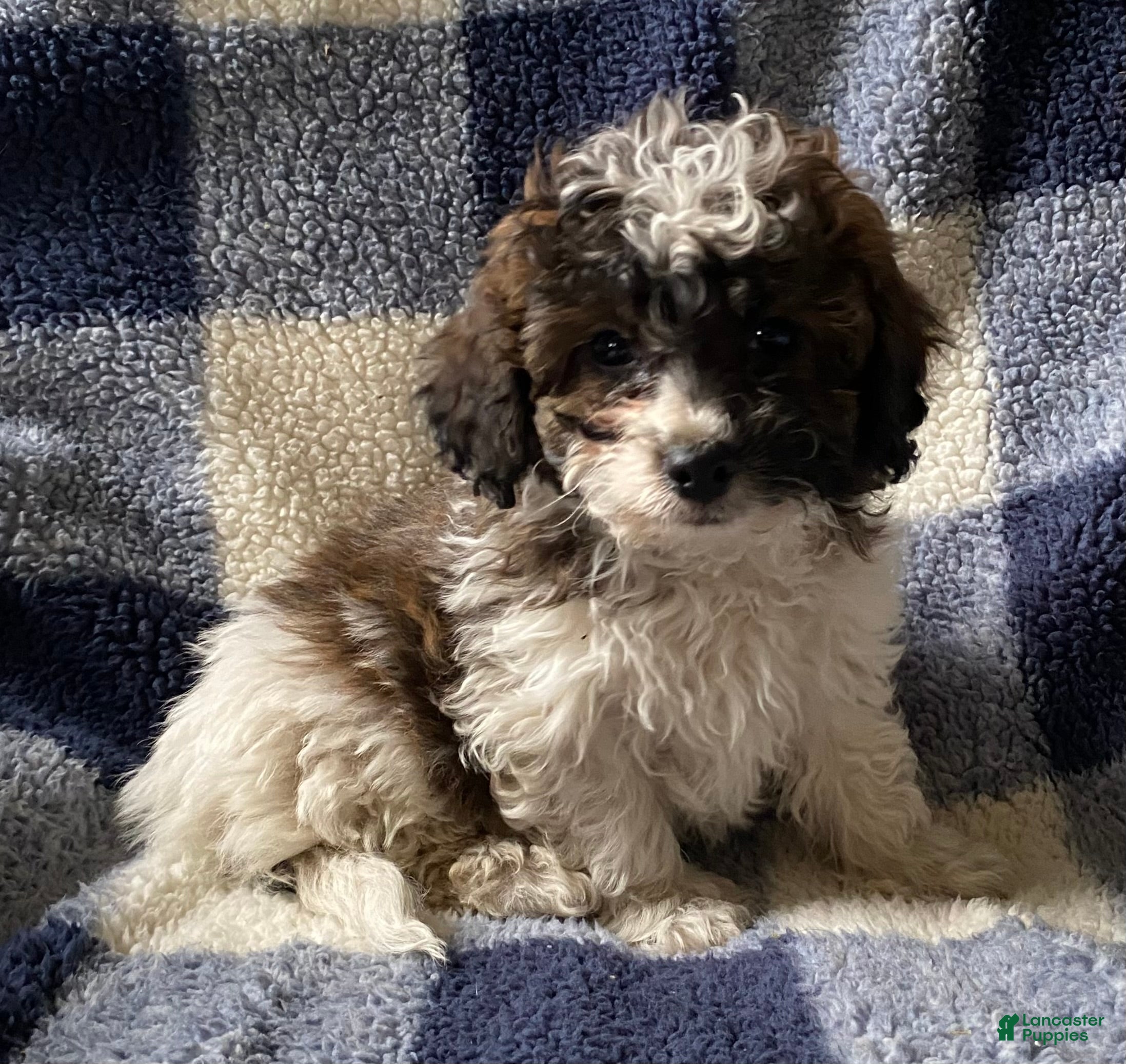 Cavapoo dogs Hank - Ad 9