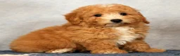 Bichpoo dogs for sale: Yonder - Ad 4