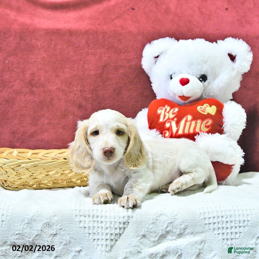 Miniature Dachshund dogs Sugar - Ad 11