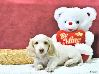 Miniature Dachshund dogs Sugar - Ad 11