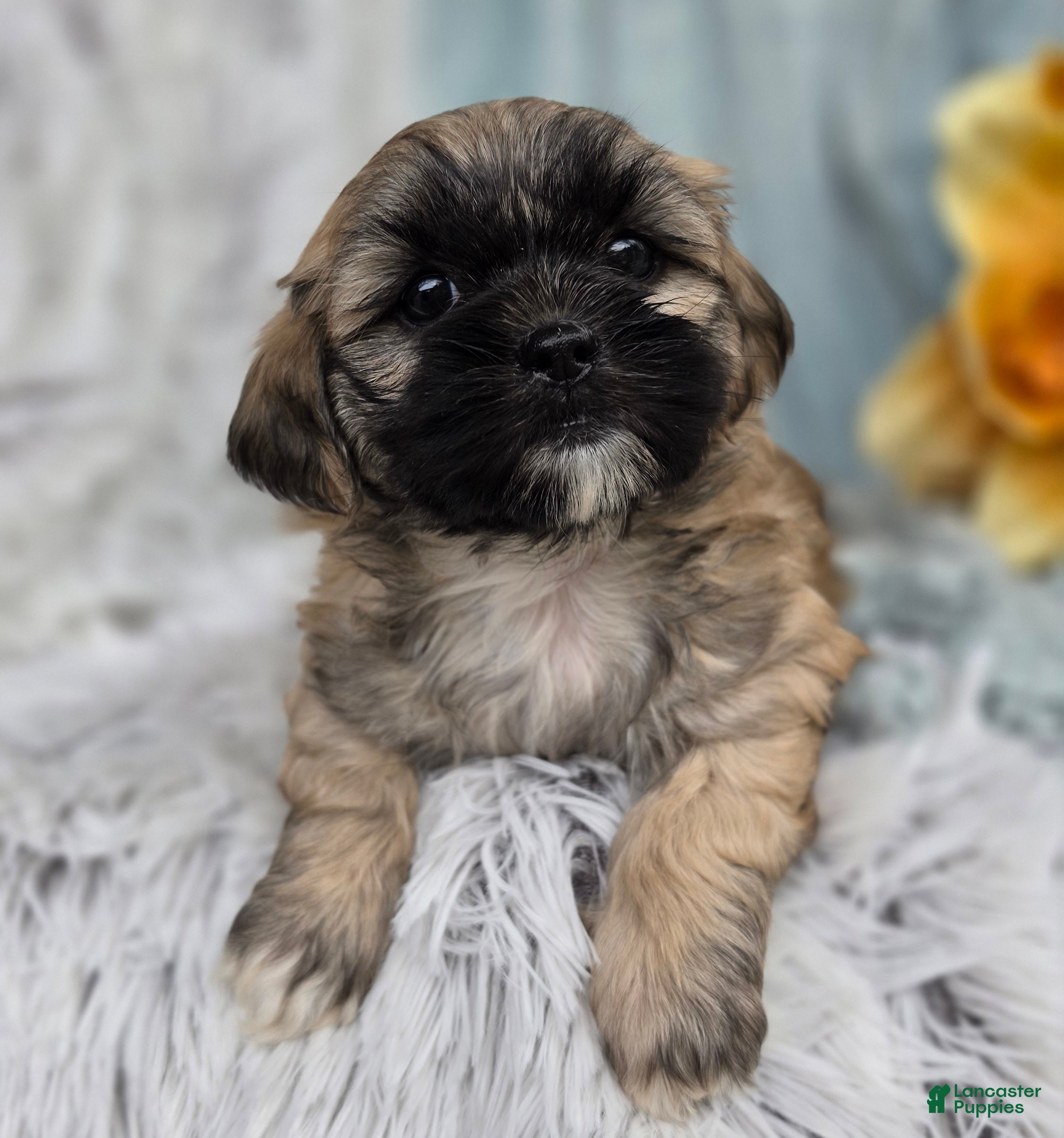 Shihpoo dogs Toffee - Ad 1