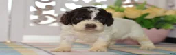 Cockapoo dogs for sale: Chase - Ad 5