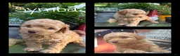 Cockapoo dogs for sale: Symba - Ad 1