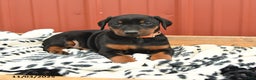 Doberman Pinscher dogs for sale: Hannah - Ad 14