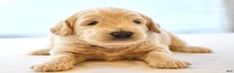 Goldendoodle dogs for sale: Red - Ad 3
