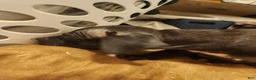 American Pit Bull Terrier dogs for sale: American Pit Bull Terrier 7 - Ad 3