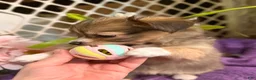 Mixed Breed dogs for sale: Mixed Breed 3 - Ad 9
