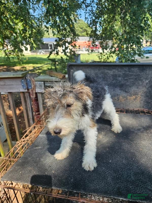 Wire Fox Terrier dogs Wire Fox Terrier Female - Ad 2