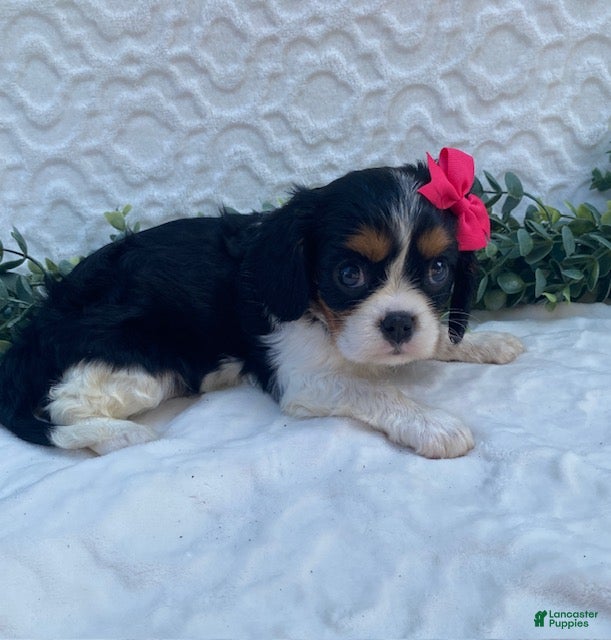 Cavalier King Charles Spaniel dogs Ginny- genetic clear - Ad 2