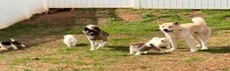 Akita dogs for sale: Cookie - Ad 8