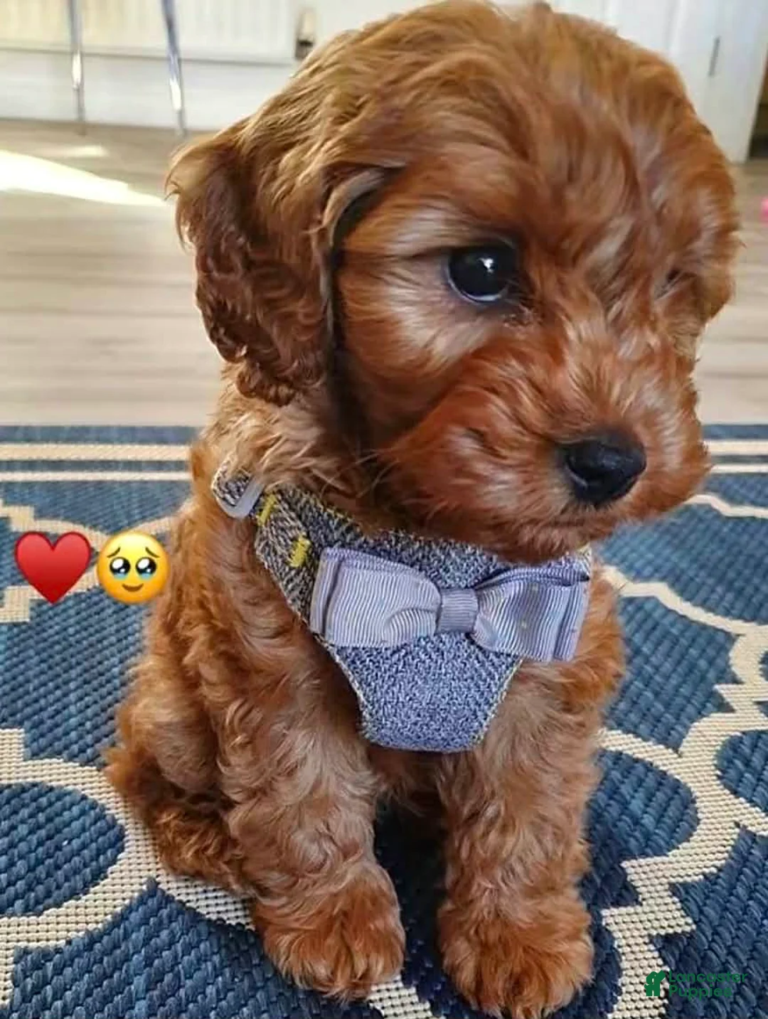 Toy Poodle dogs for sale: Bentley - Ad 1