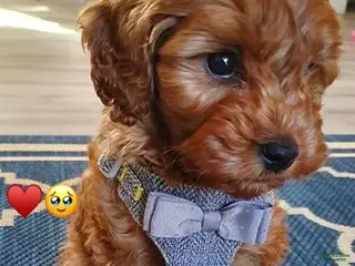 Toy Poodle dogs Bentley - Ad 30